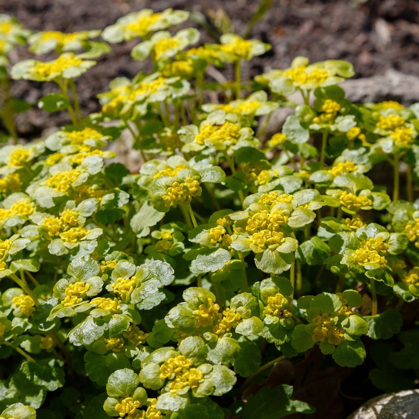 Chrysosplenium alternifolium (Plant habit)