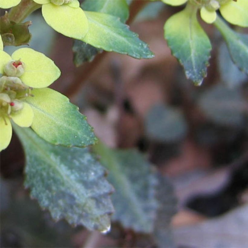 Chrysosplenium macrostemon v. shiobarense (Foliage)