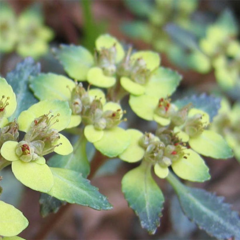 Chrysosplenium macrostemon v. shiobarense (Flowering)