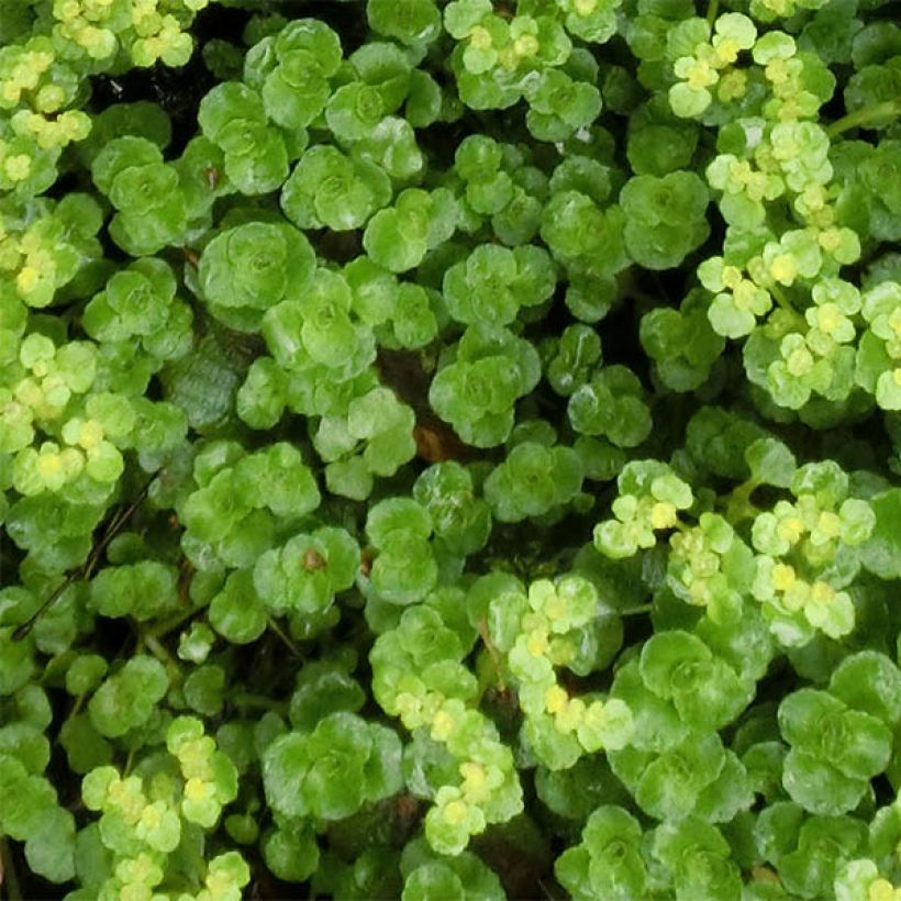 Chrysosplenium oppositifolium (Foliage)