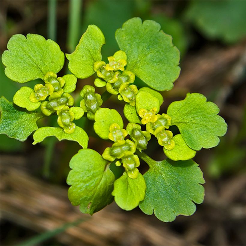 Chrysosplenium oppositifolium (Flowering)