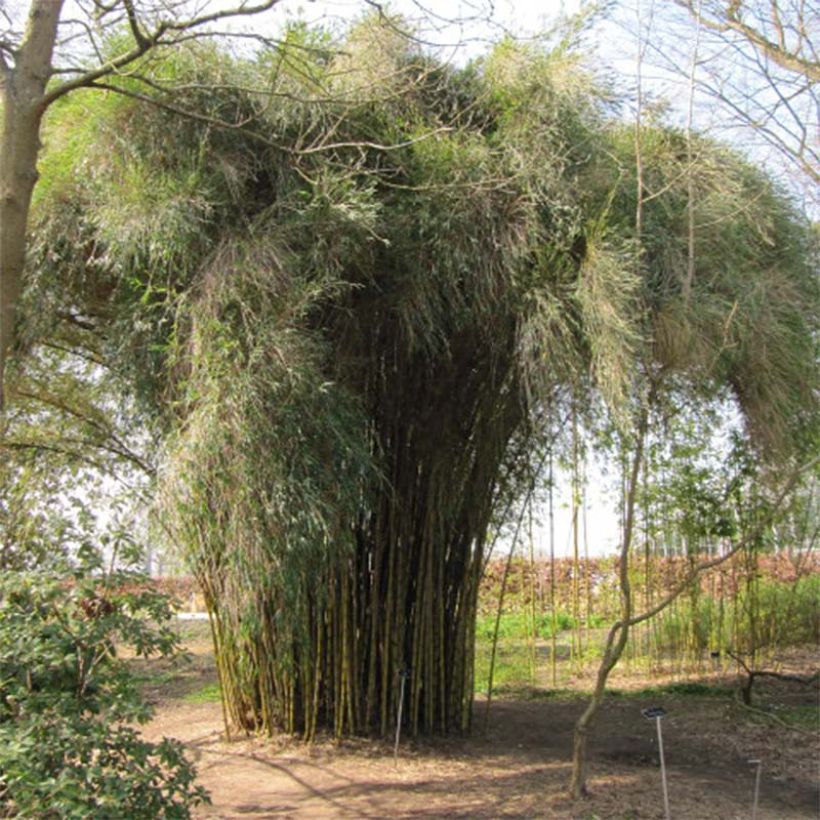 Chusquea culeou (Plant habit)