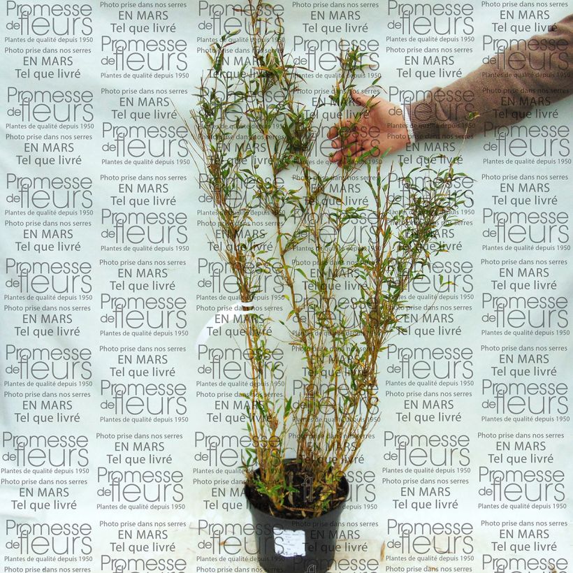 Example of Chusquea culeou 4L/5L pot specimen as delivered