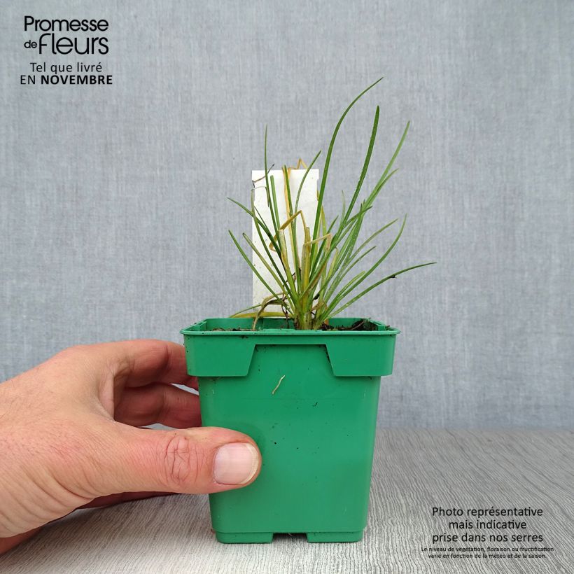 Chinese Chives plants - Allium tuberosum 10cm/11cm pot sample as delivered in autumn