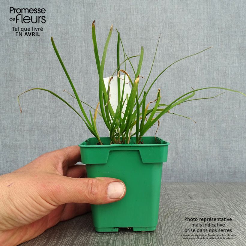 Chinese Chives plants - Allium tuberosum 10cm/11cm pot sample as delivered in spring
