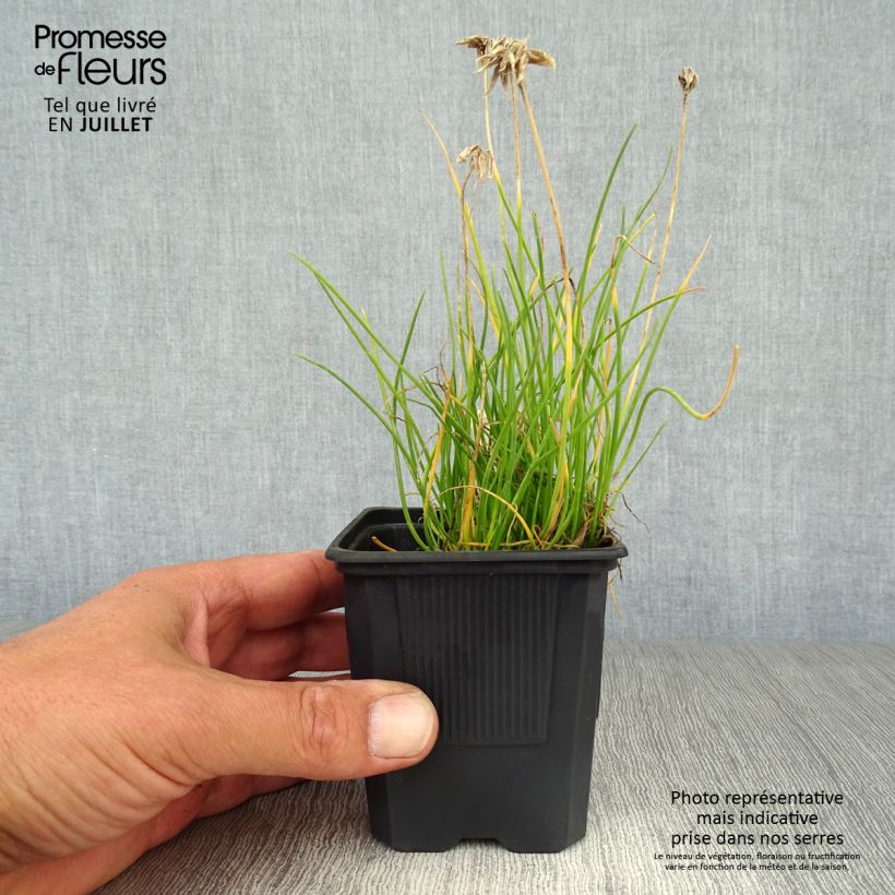 Allium schoenoprasum Corsican White 8/9 cm pot sample as delivered in summer