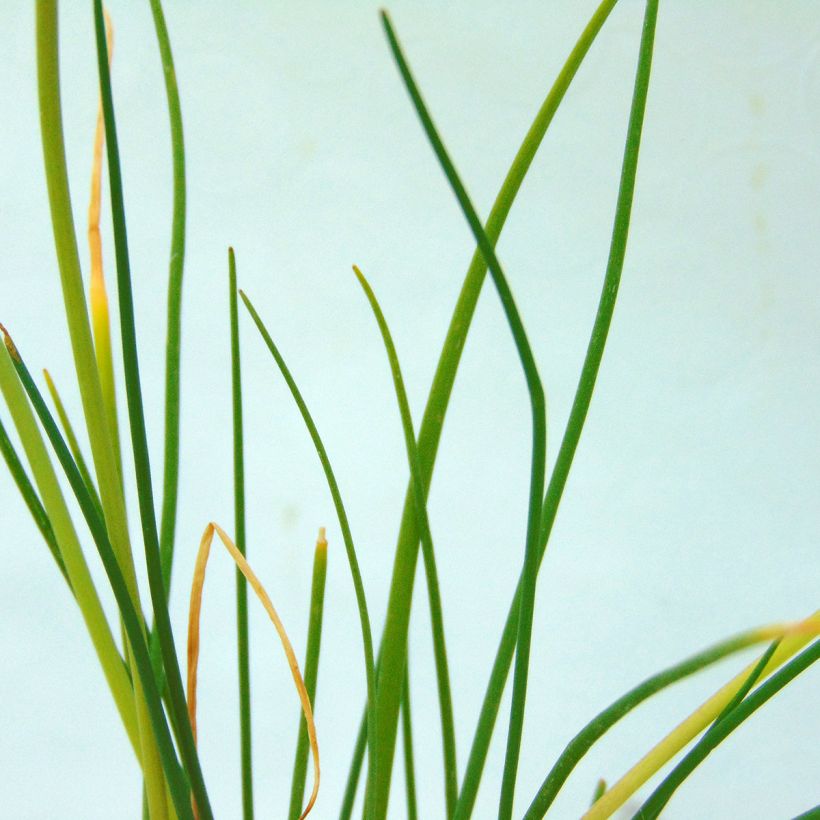 Chives - Allium schoenoprasum (Foliage)