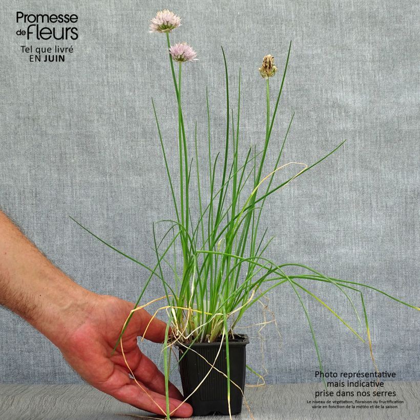 Chives - Allium schoenoprasum 8/9 cm pot sample as delivered in summer