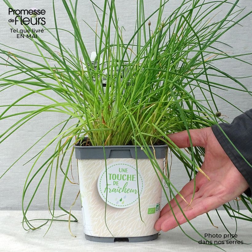 Organic Chives plants - Allium schoenoprasum sample as delivered in spring