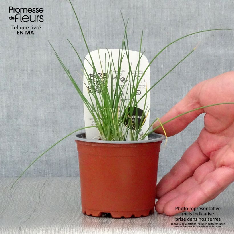 Organic Chives plants - Allium schoenoprasum 10cm/11cm pot sample as delivered in spring