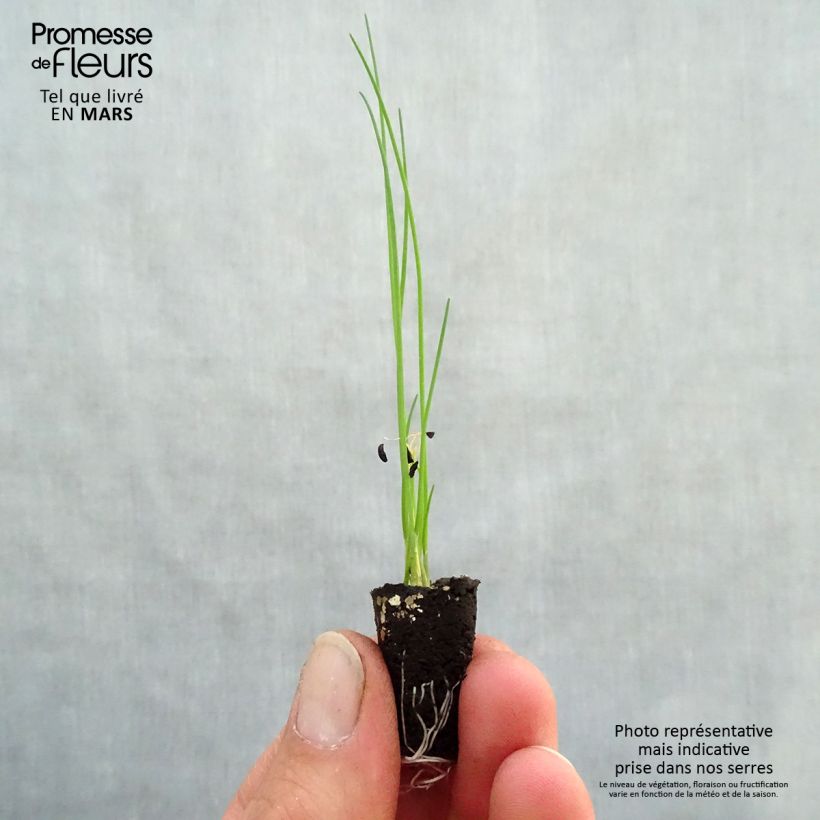Polyvert Bio Chives in mini-plugs - Allium schoenoprasum sample as delivered in spring