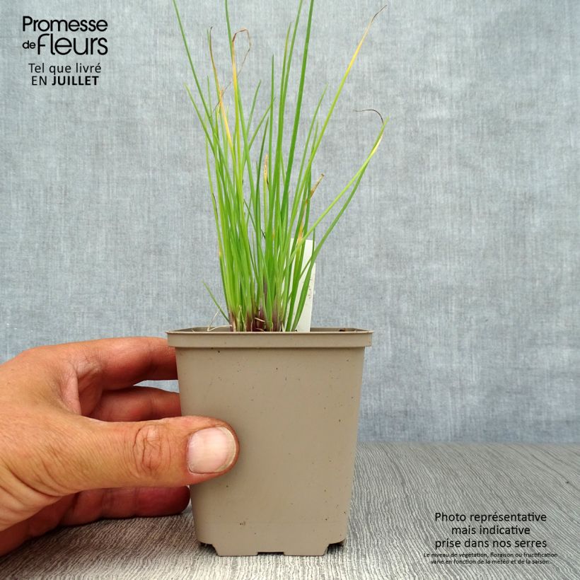 Allium schoenoprasum Rising Star 8/9 cm pot sample as delivered in summer