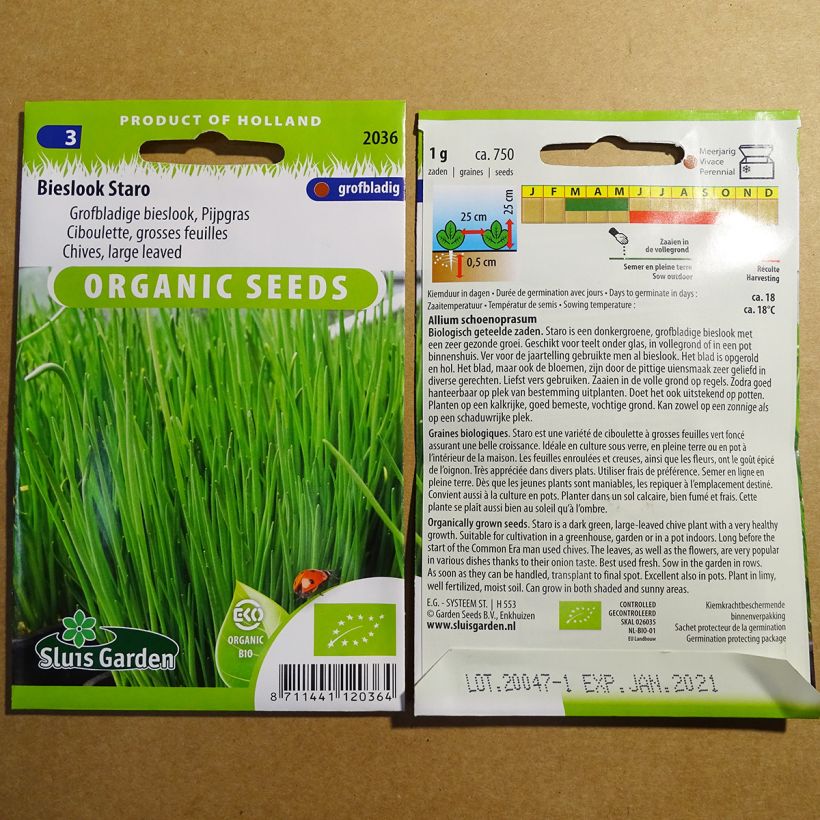 Example of Chives Large-leaved Staro per pack of 750 seeds (1g) specimen as delivered