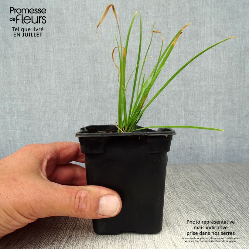 Organic Chinese Chives - Allium tuberosum 7/8 cm pot sample as delivered in summer