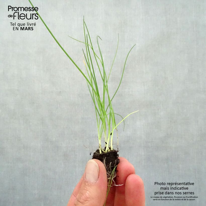 Chive plants - Allium schoenoprasum Plug plant 3/4cm sample as delivered in spring