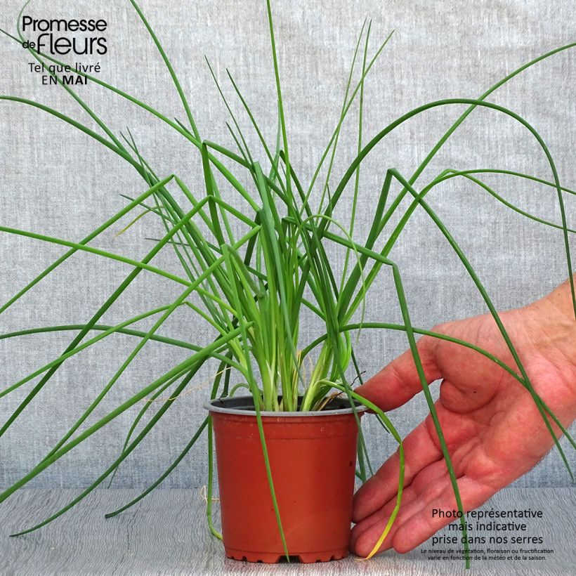 Chive plants - Allium schoenoprasum 10cm/11cm pot sample as delivered in spring
