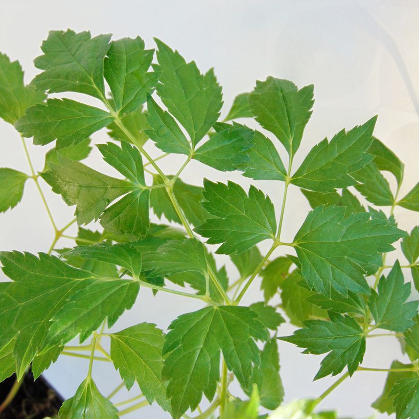 Cimicifuga White Pearl (Foliage)