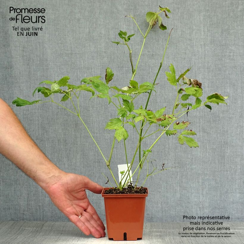 Cimicifuga White Pearl 1.5L/2L pot sample as delivered in summer