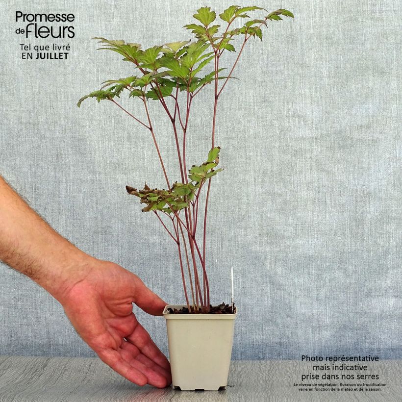 Actaea simplex Atropurpurea 8/9 cm pot sample as delivered in summer