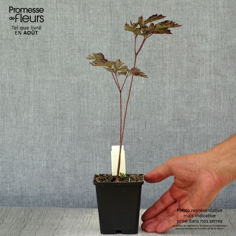 Cimicifuga Brunette 8/9 cm pot sample as delivered in summer