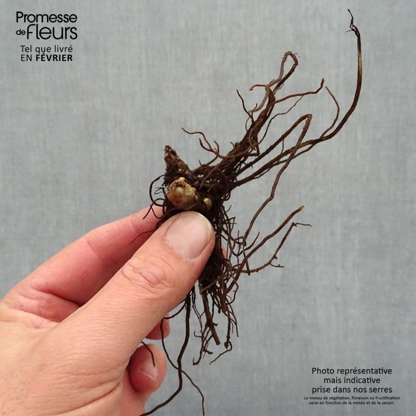 Actaea simplex Chocoholic Bare root sample as delivered in winter