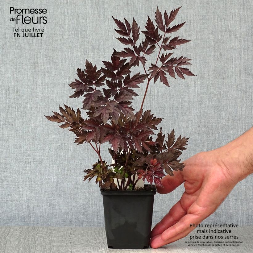 Actaea simplex Pink Spike 8/9 cm pot sample as delivered in summer