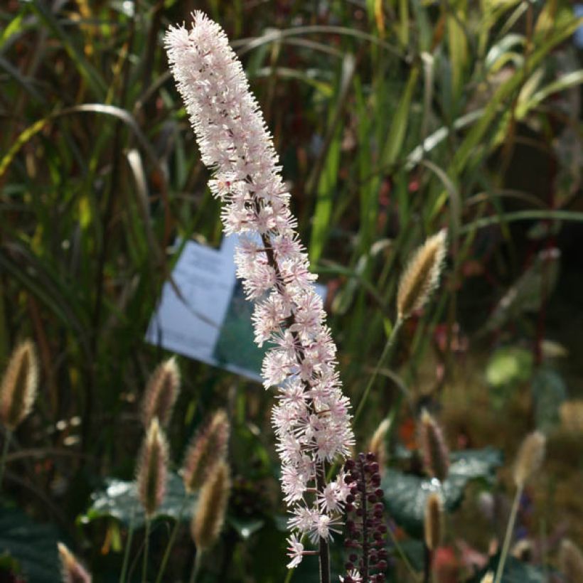 Cimicifuga Brunette (Flowering)