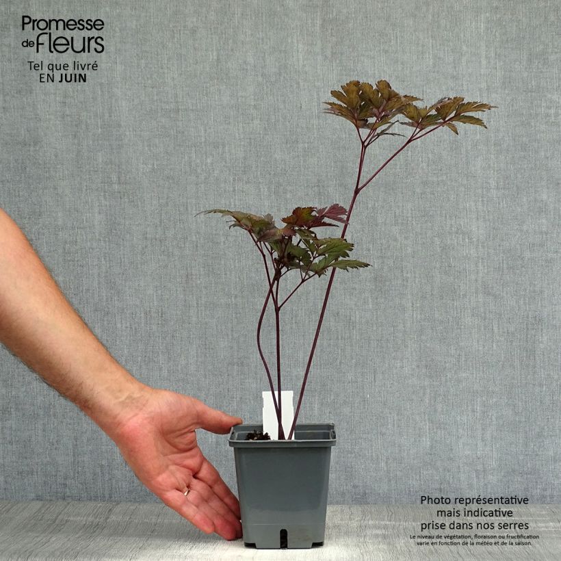 Actaea simplex Carbonella 1L/1.5L pot sample as delivered in summer