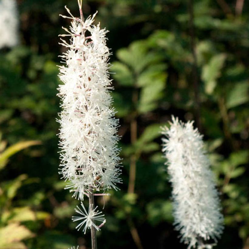 Actaea simplex Atropurpurea (Flowering)