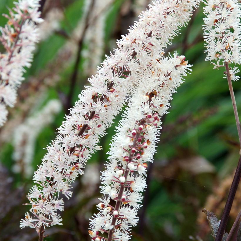 Actea simplex Black Negligee (Flowering)