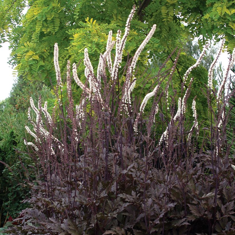 Actea simplex Black Negligee (Plant habit)