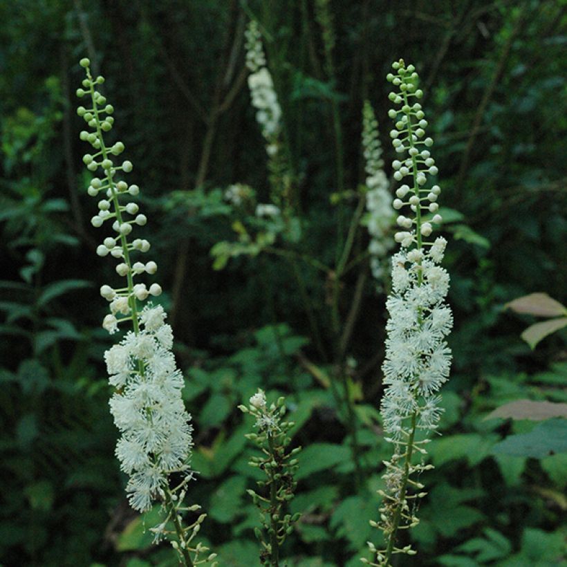 Cimicifuga racemosa (Flowering)