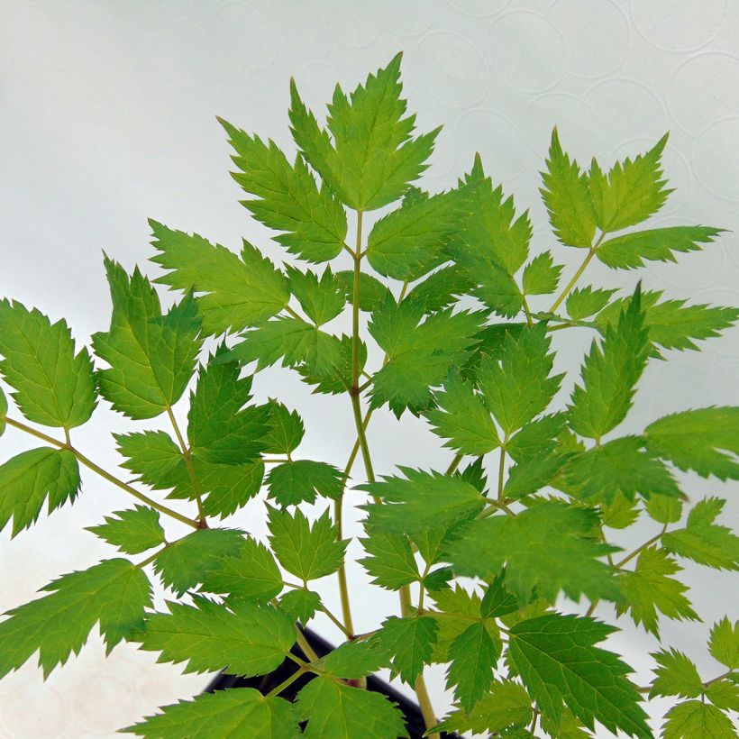 Cimicifuga racemosa (Foliage)