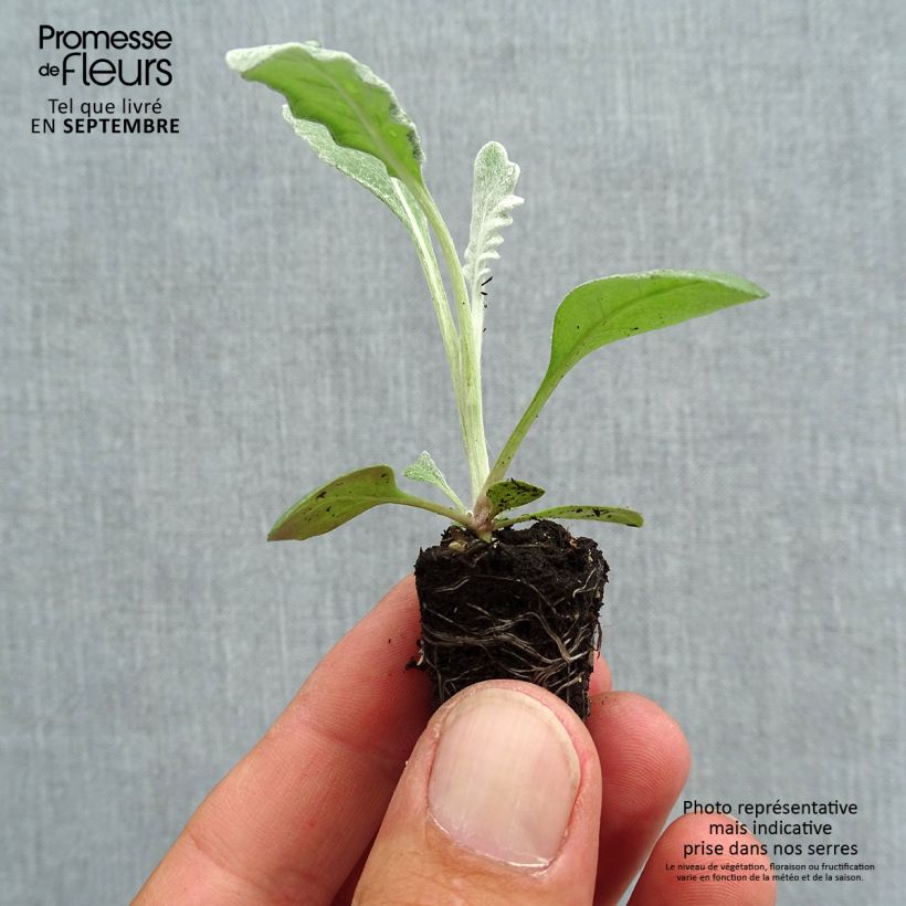 cineraria Senecio Silver Dust Plug plant 1.5/2.5 cm sample as delivered in autumn