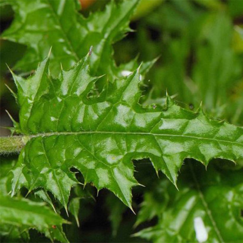 Cirsium japonicum Rose Beauty - Japanese Thistl (Foliage)