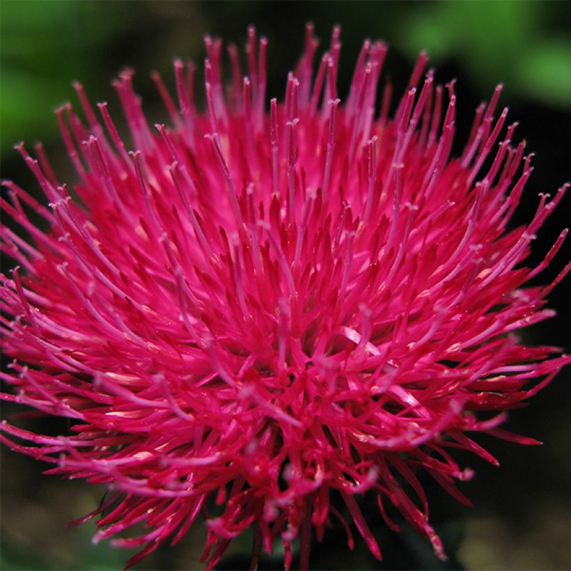 Cirsium japonicum Rose Beauty - Japanese Thistl (Flowering)