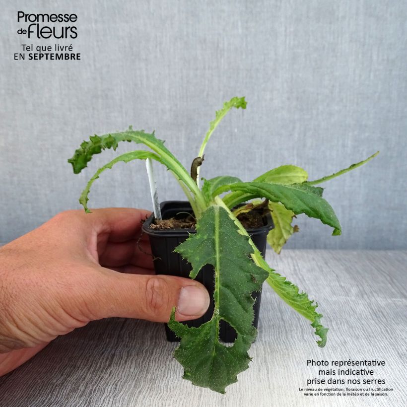 Cirsium japonicum Rose Beauty - Japanese Thistl 8/9 cm pot sample as delivered in autumn
