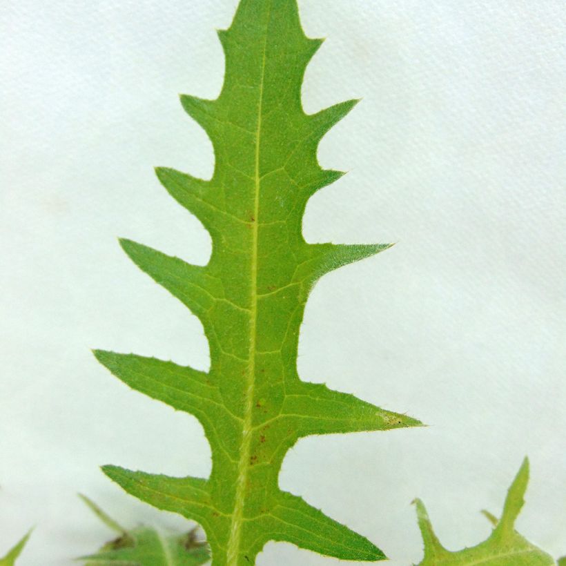Cirsium rivulare Atropurpureum - Plume Thistle (Foliage)
