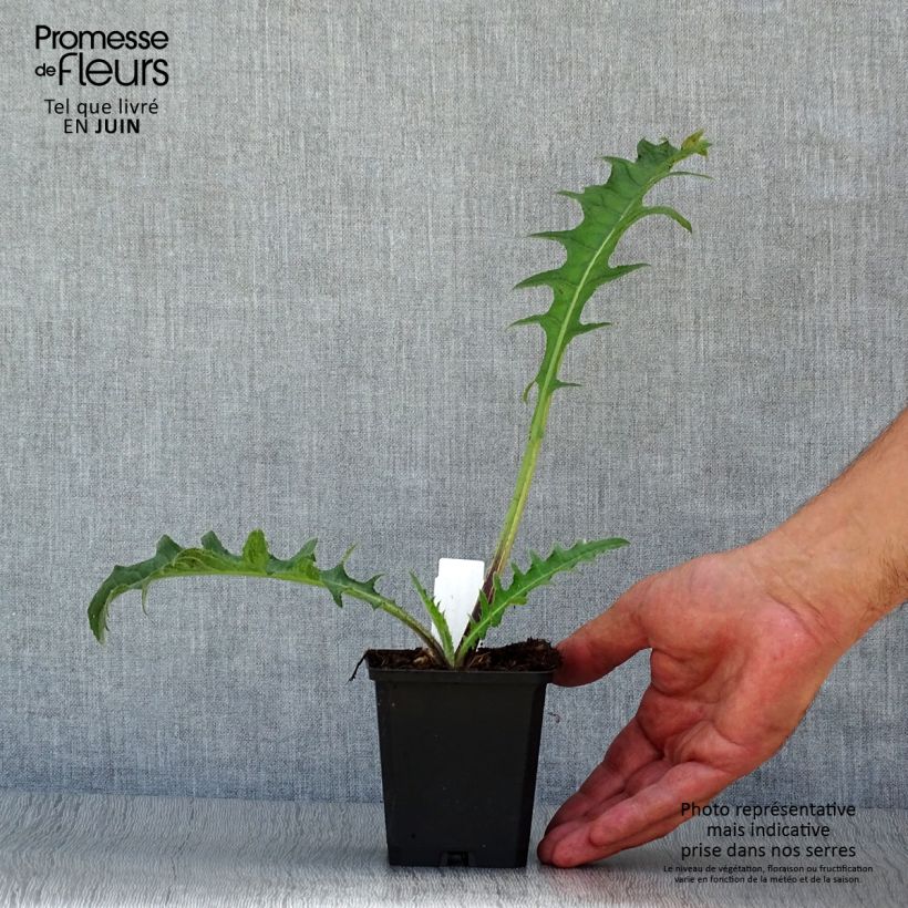 Cirsium rivulare Atropurpureum - Plume Thistle 8/9 cm pot sample as delivered in summer
