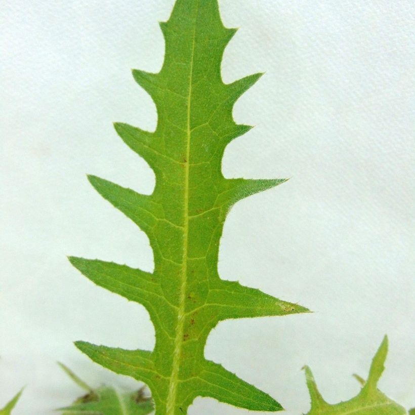 Cirsium rivulare Frosted Magic (Foliage)