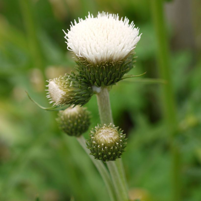 Cirsium rivulare Frosted Magic (Flowering)