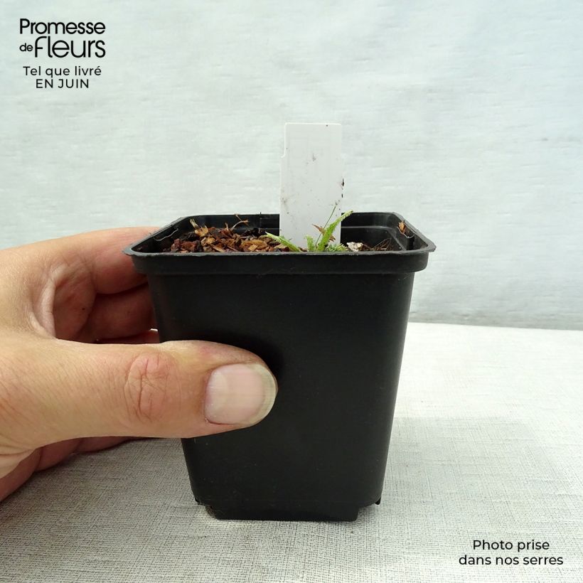 Cirsium rivulare Frosted Magic 8/9 cm pot sample as delivered in summer