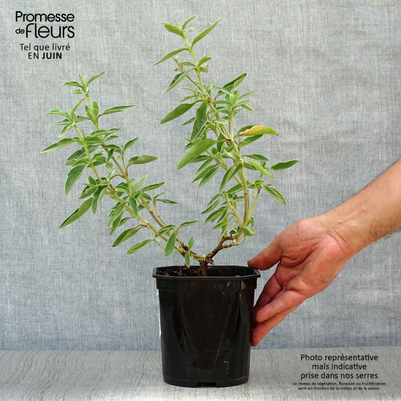 Cistus x argenteus Silver Pink - Rockrose 2L/3L pot sample as delivered in summer