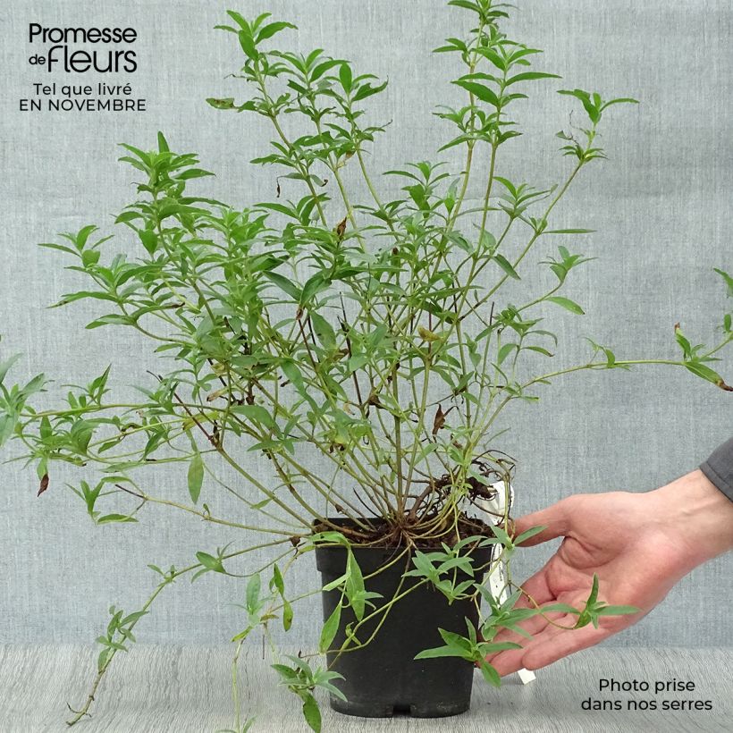 Cistus lusitanicus Decumbens - Rockrose 2L/3L pot sample as delivered in autumn