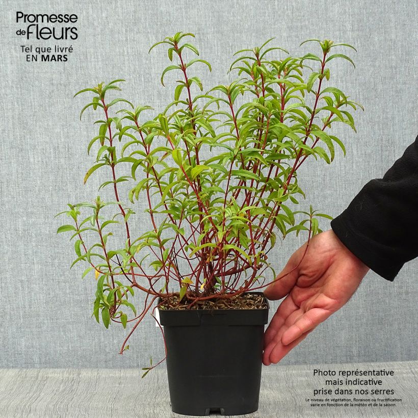 Cistus lusitanicus Decumbens - Rockrose 2L/3L pot sample as delivered in spring