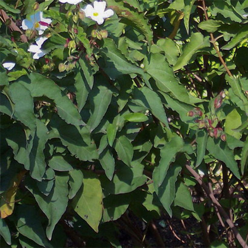 Cistus populifolius - Poplar-leaved Rockrose (Foliage)