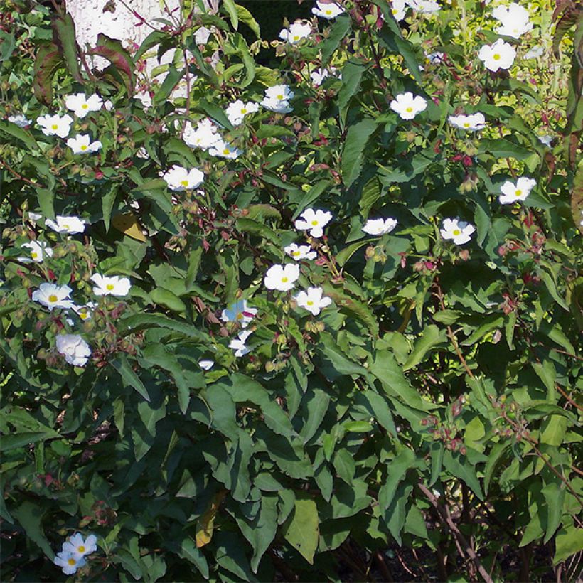 Cistus populifolius - Poplar-leaved Rockrose (Plant habit)
