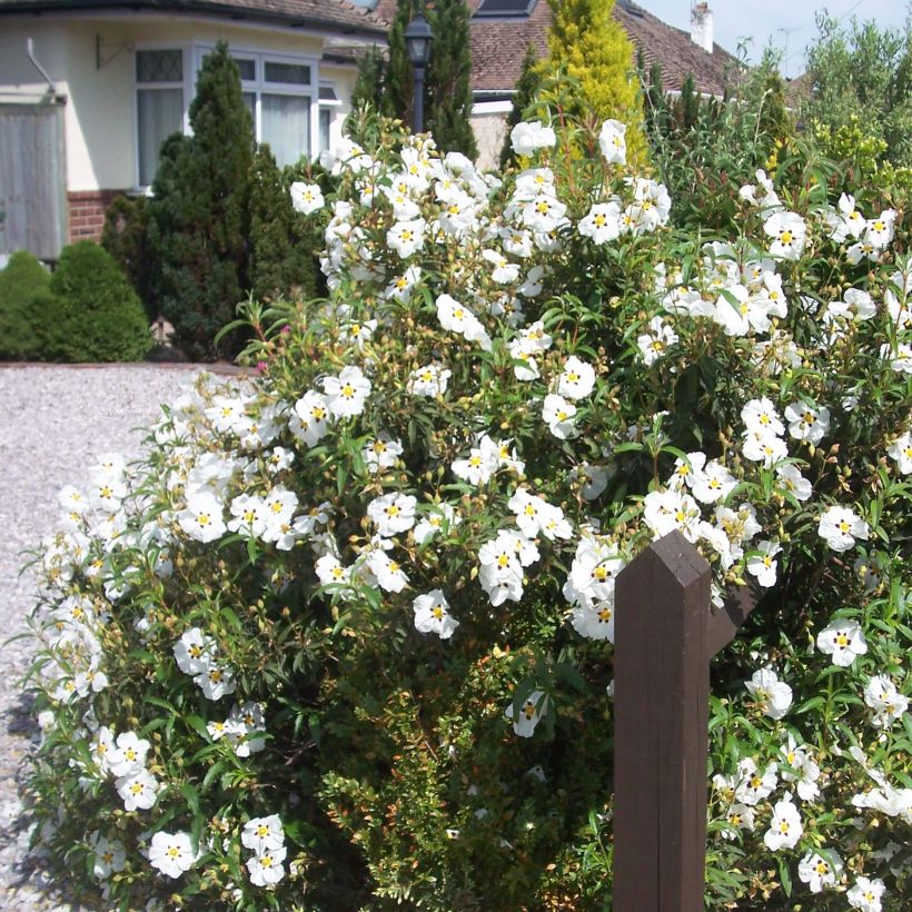 Cistus purpureus Alan Fradd - Rockrose (Plant habit)