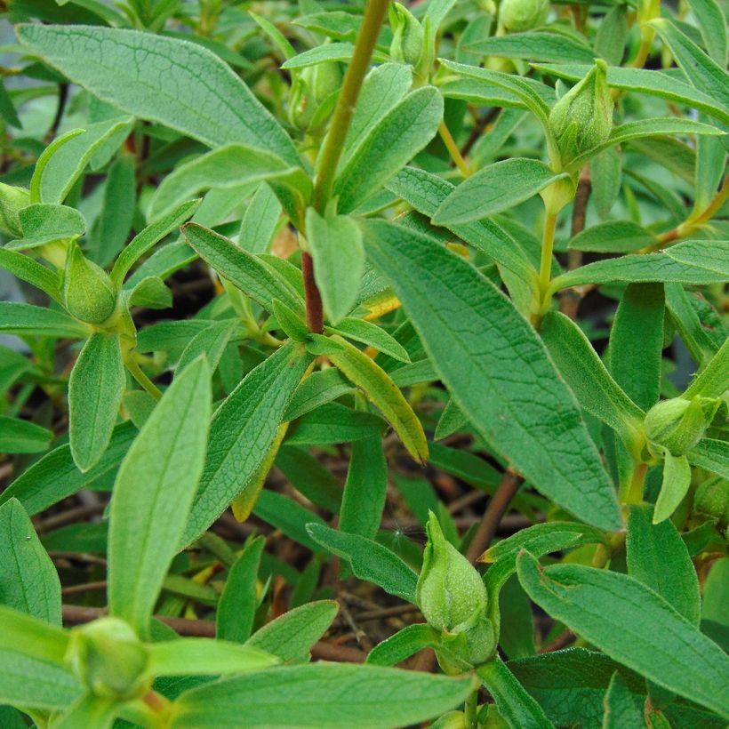 Cistus purpureus Alan Fradd - Rockrose (Foliage)