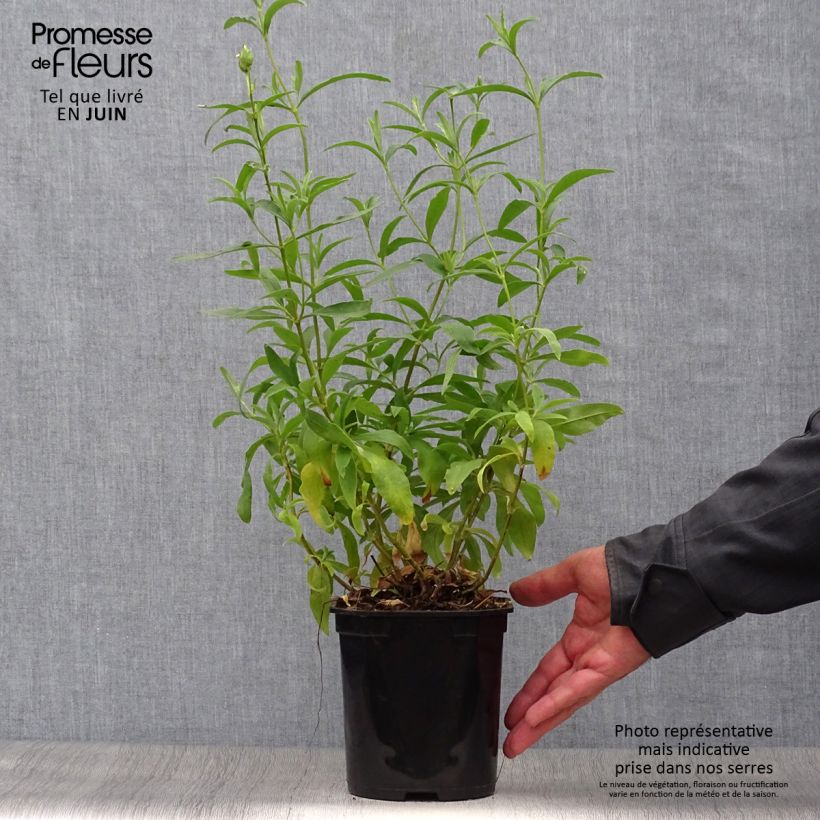 Cistus purpureus Alan Fradd - Rockrose 2L/3L pot sample as delivered in summer
